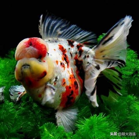 魚缸魚一直死|為什麼我養的魚老是死？養魚8種死法的正確預防方。